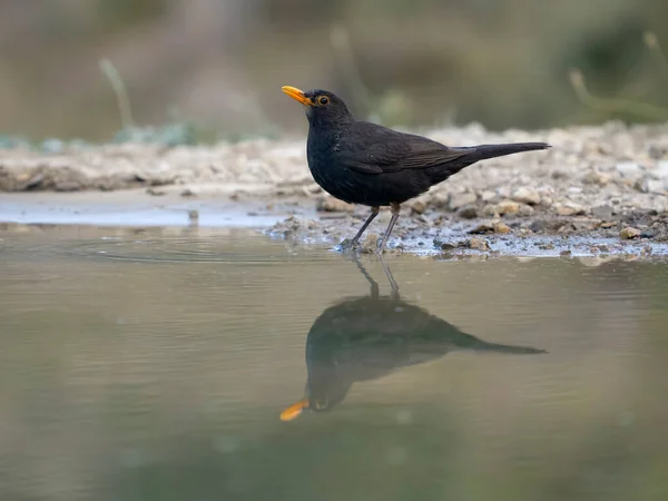 Blackbird Turdus Merula Enkele Man Aan Het Water Spanje Juli — Stockfoto