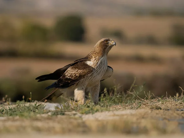 Запущенный Орел Hieraaetus Pennatus Одинокая Птица Земле Испания Июль 2023 — стоковое фото