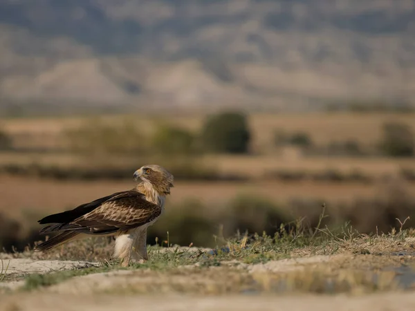 Booted Eagle Hieraaetus Pennatus Enkele Vogel Grond Spanje Juli 2023 — Stockfoto