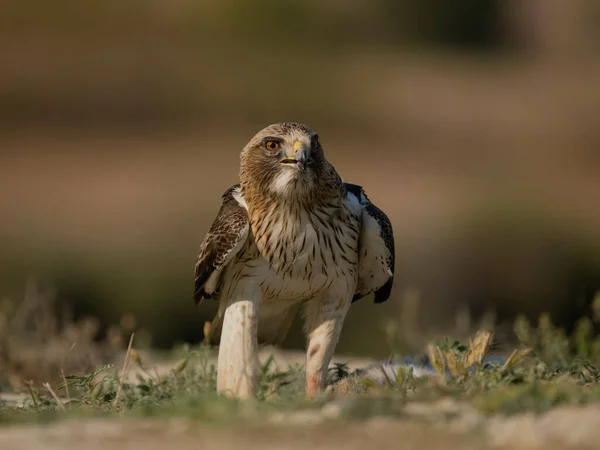 Booted Eagle Hieraaetus Pennatus Single Bird Ground Spain July 2023 — Stock Photo, Image