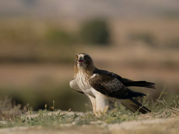 Seeadler Hieraaetus Pennatus Einzelvogel Boden Spanien Juli 2023 — Stockfoto