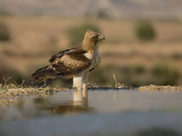 Booted Eagle Hieraaetus Pennatus Enkele Vogel Aan Het Water Spanje — Stockfoto