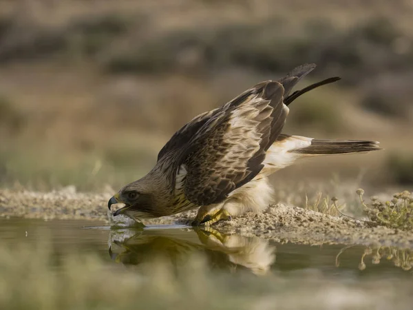 Seeadler Hieraaetus Pennatus Einzelvogel Wasser Spanien Juli 2023 — Stockfoto