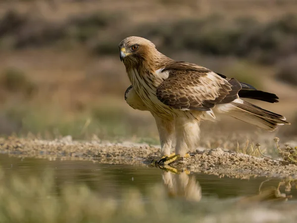 Booted Eagle Hieraaetus Pennatus Single Bird Water Spagna Luglio 2023 — Foto Stock