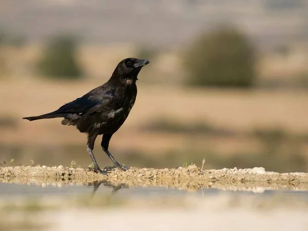 Carrion Crow Corvus Corone Kenarında Tek Kuş Spanya Temmuz 2023 — Stok fotoğraf