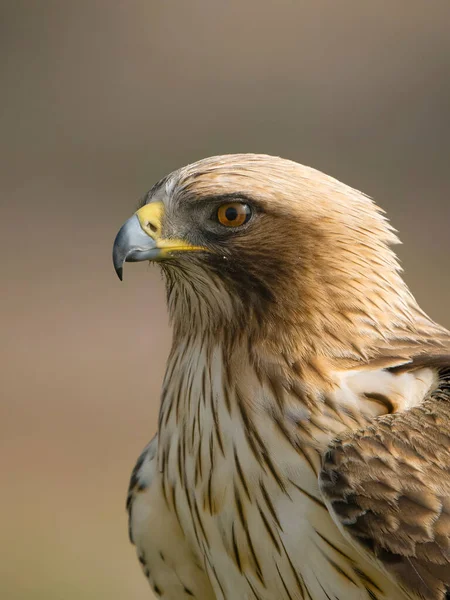 Águila Arranque Hieraaetus Pennatus Disparo Cabeza Solo Pájaro España Julio — Foto de Stock