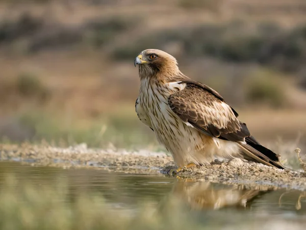 Booted Eagle Hieraaetus Pennatus Single Bird Water Spagna Luglio 2023 — Foto Stock