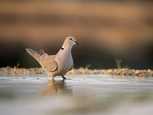 Gebogen Duif Streptopelia Decaocto Enkele Vogel Aan Het Water Spanje — Stockfoto