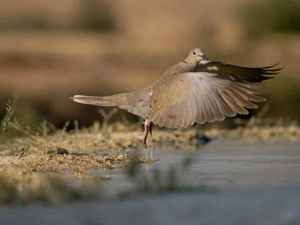 Merpati Berkerah Streptopelia Decaocto Burung Tunggal Yang Terbang Dengan Air — Stok Foto