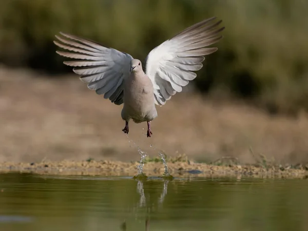Collared Dove Streptopelia Decaocto Single Bird Flight Water Spain July — Stock Photo, Image