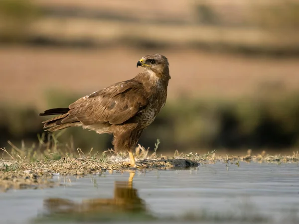 Common Buzzard Buteo Buteo Single Bird Water Spain July 2023 — Stock Photo, Image