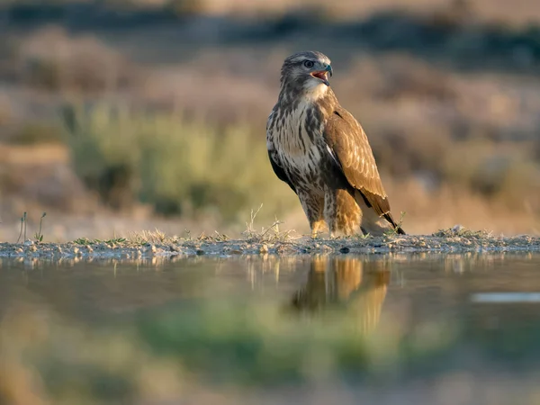 Common Buzzard Buteo Buteo Single Bird Water Spain July 2023 — Stock Photo, Image
