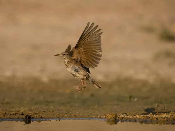 Crested Lark Galerida Cristata Enstaka Fågel Flygning Med Vatten Spanien — Stockfoto