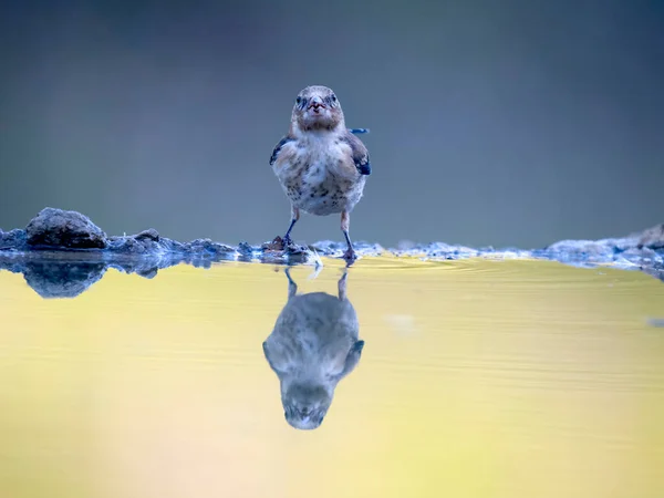 Goldfinch Carduelis Carduelis Único Pássaro Imaturo Pela Água Espanha Julho — Fotografia de Stock