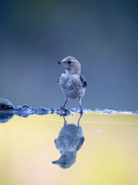 Goldfinch Carduelis Carduelis Single Underage Bird Water スペイン 2023年7月 — ストック写真