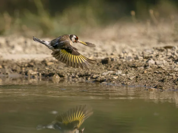 Goldfinch Carduelis Carduelis Одинокая Птица Полете Воде Испания Июль 2023 — стоковое фото