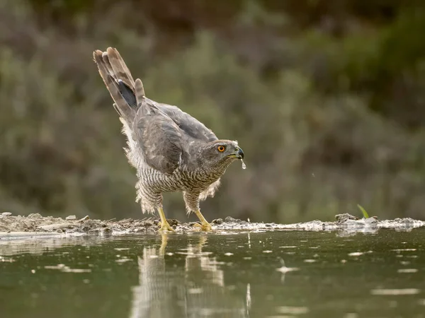 Goshawk Accipiter Gentilis Enkele Vogel Aan Het Water Spanje Juli — Stockfoto