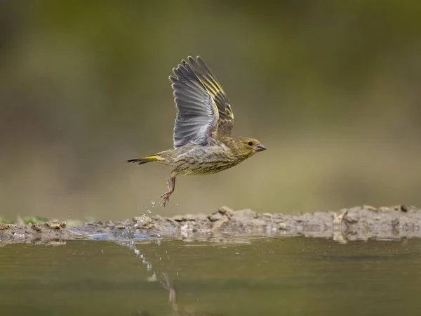 Greenfinch Chloris Chloris Vrouw Vlucht Aan Het Water Spanje Juli — Stockfoto