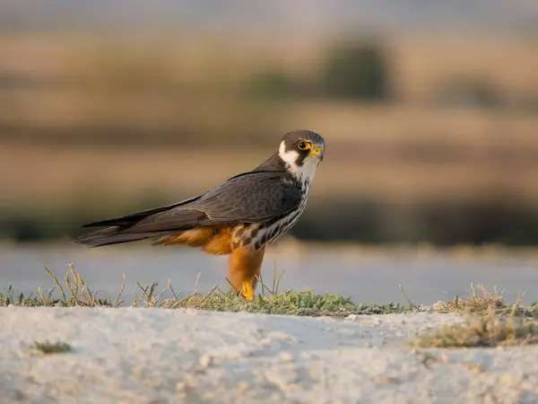 Hobby Falco Subbuteo Einzelvogel Auf Dem Wasser Spanien Juli 2023 — Stockfoto