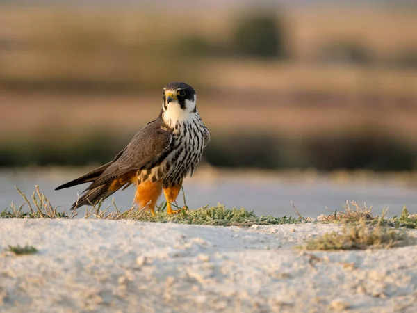 Hobby Falco Subbuteo Jeden Pták Zemi Vody Španělsko Červenec 2023 — Stock fotografie