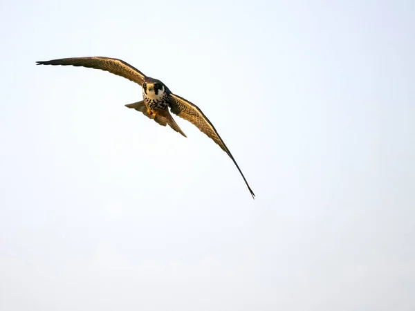 Hobi Falco Subbuteo Uçan Tek Kuş Spanya Temmuz 2023 — Stok fotoğraf