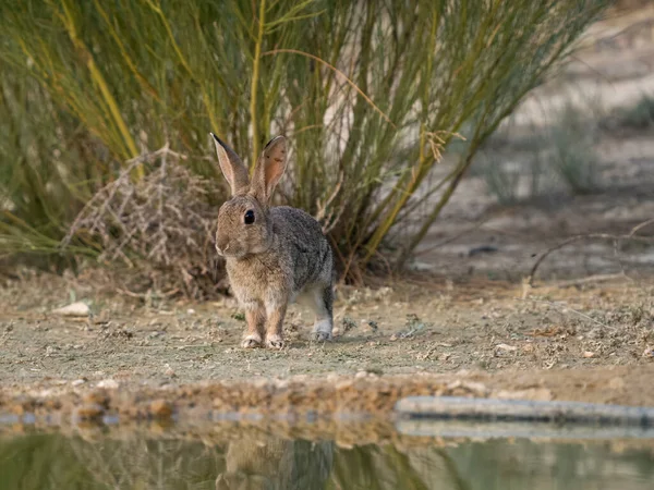 Kanin Oryctolagus Cuniculus Enstaka Däggdjur Med Vatten Spanien Juli 2023 — Stockfoto