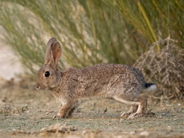 Rabbit Oryctolagus Cuniculus Single Mammal Water Spain July 2023 — Stock Photo, Image