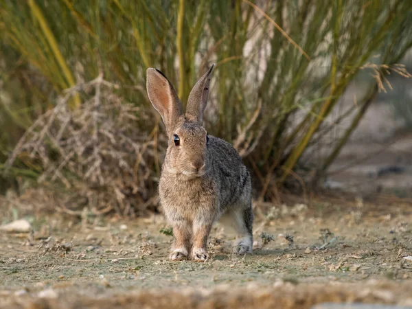 ウサギ オリツラガス 単哺乳類 スペイン 2023年7月 — ストック写真