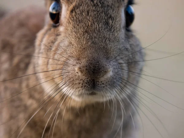 Rabbit Oryctolagus Cuniculus Single Mammal Head Shot Spain July 2023 — 스톡 사진