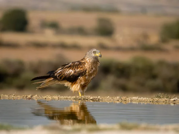 Rode Vlieger Milvus Milvus Enkele Vogel Aan Het Water Spanje — Stockfoto