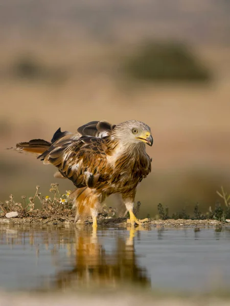 Rotmilan Milvus Milvus Einzelvogel Wasser Spanien Juli 2023 — Stockfoto