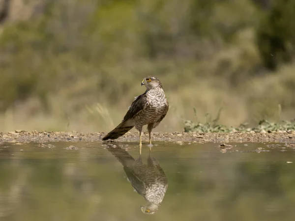 Sparrowhawk Accipiter Nisus Single Bird Water Spain July 2023 — Stock Photo, Image