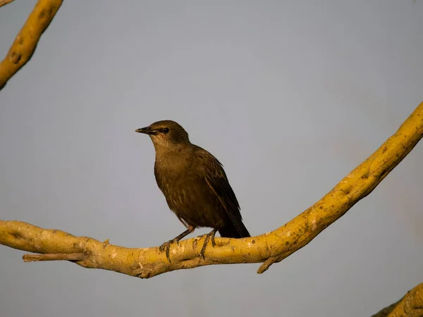 Spotless Starling Sturnus Unicolor Single Bird Branch Spain July 2023 — Stock Photo, Image