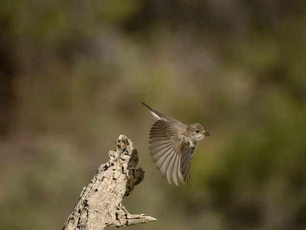 Пятнистая Мухоловка Muscicapa Striata Одинокая Птица Полете Испания Июль 2023 — стоковое фото