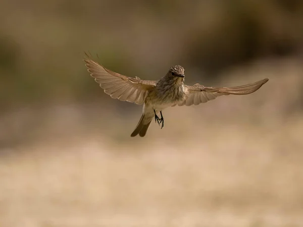 Fläckig Flugsnappare Muscicapa Striata Enstaka Fågel Flygning Spanien Juli 2023 — Stockfoto