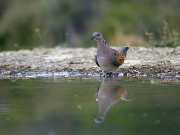Turtle Dove Streptopelia Turtur Single Bird Water Spain July 2023 — 스톡 사진