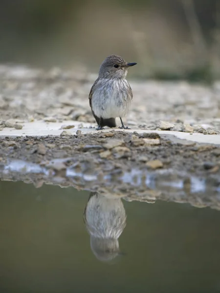 Spotted Flycatcher Muscicapa Striata Single Bird Water Spain July 2023 — 스톡 사진