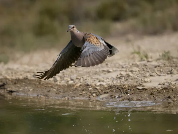 Turteltaube Streptopelia Turtur Einzelner Vogel Flug Wasser Spanien Juli 2023 — Stockfoto
