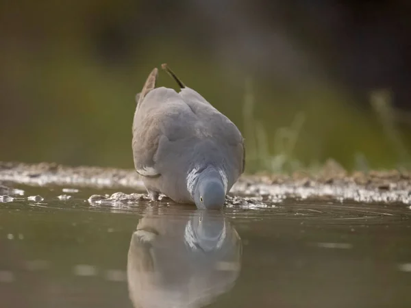 Wood Pigeon Columba Palumbus Single Bird Water Spain July 2023 — Stock Photo, Image