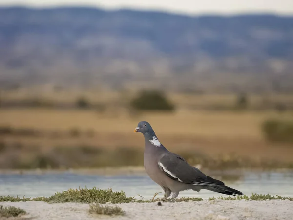 Pigeon Des Bois Columba Palumbus Oiseau Solitaire Bord Eau Espagne — Photo