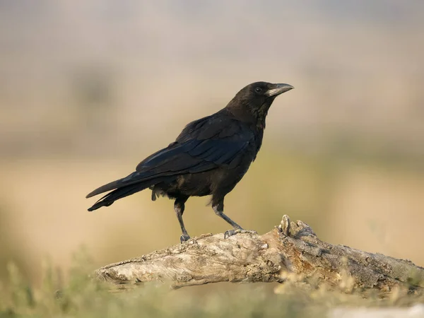 Aaskrähe Corvus Corone Einzelvogel Auf Ast Spanien Juli 2023 Stockfoto