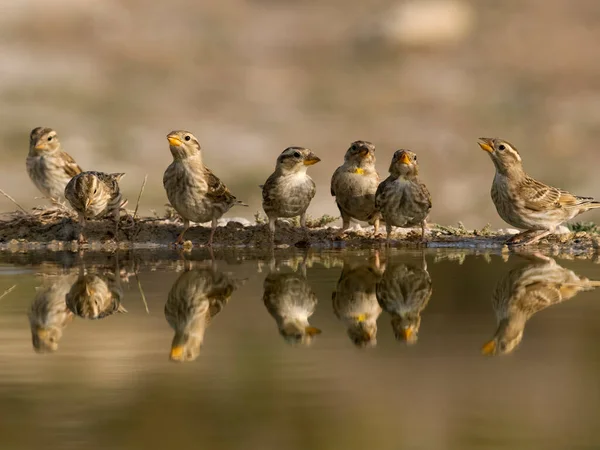 Steinsperling Petronia Petronia Vogelgruppe Wasser Spanien Juli 2023 lizenzfreie Stockfotos