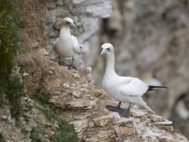 Gannet, Morus Bassanus, uçurum kenarında iki kuş, Bempton Cliffs, Yorkshire, Ağustos 2023