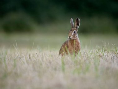 Avrupa Tavşanı veya Kahverengi Tavşan, Lepus europaeus, çimenlerdeki tek memeli, warwickshire, Temmuz 2023