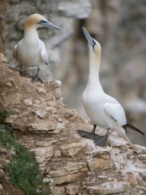 Gannet, Morus Bassanus, uçurum kenarında iki kuş, Bempton Cliffs, Yorkshire, Ağustos 2023