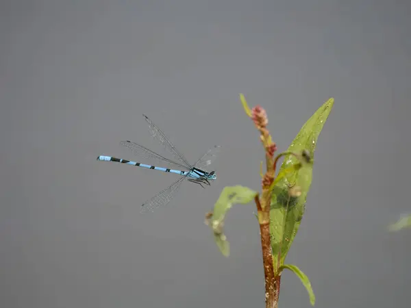 Blaue Burgfräulein Enallagma Cyathigerum Einzelnes Insekt Flug Warwickshire August 2023 — Stockfoto