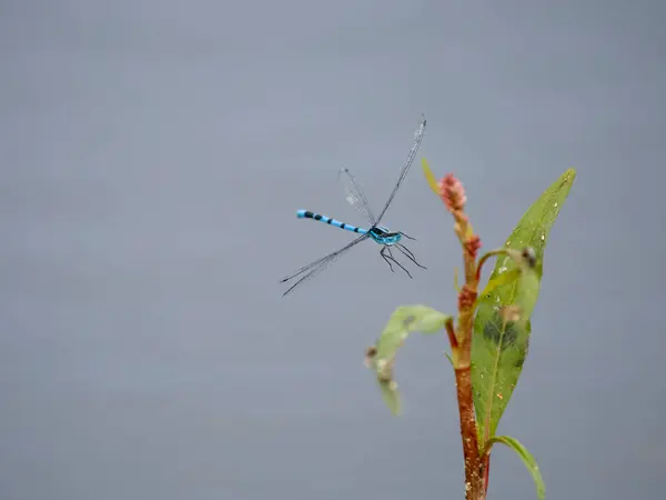 Blå Fjäril Enallagma Cyathigerum Enstaka Insekt Flygning Warwickshire Augusti 2023 — Stockfoto