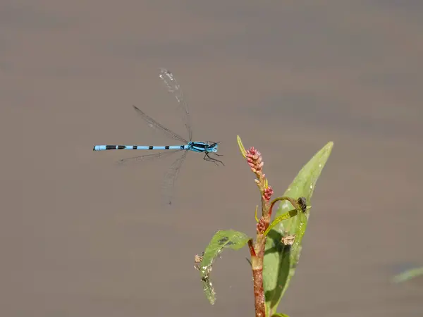常见的蓝色果蝇 单只昆虫飞行 沃里克郡 2023年8月 — 图库照片