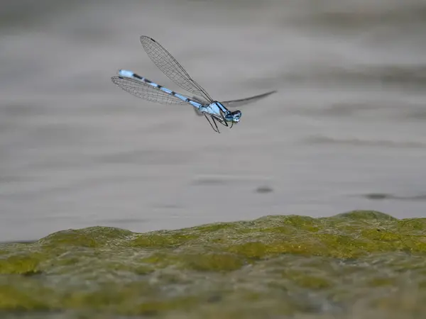 Blaue Burgfräulein Enallagma Cyathigerum Einzelnes Insekt Flug Warwickshire August 2023 — Stockfoto