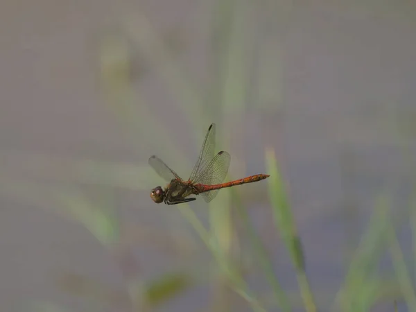 Ruddy Darter Sympetrum Sanguineum Solo Insecto Vuelo Warwickshire Agosto 2023 — Foto de Stock